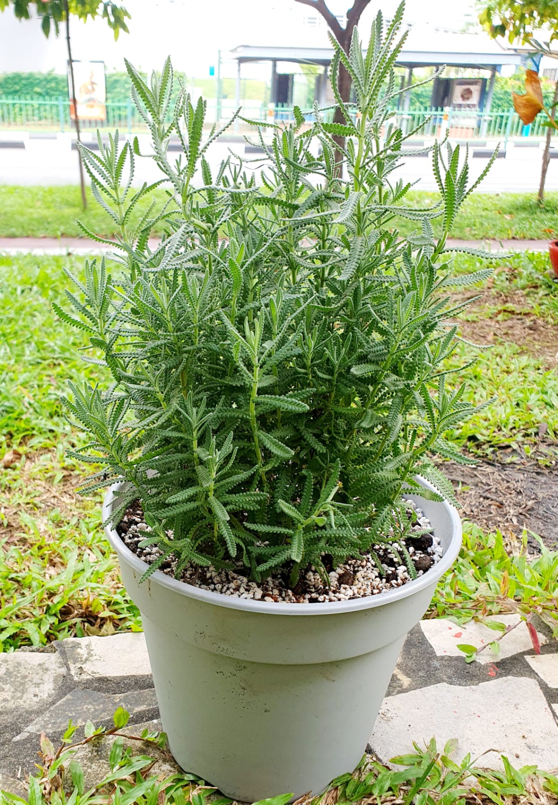 Dentata Lavender