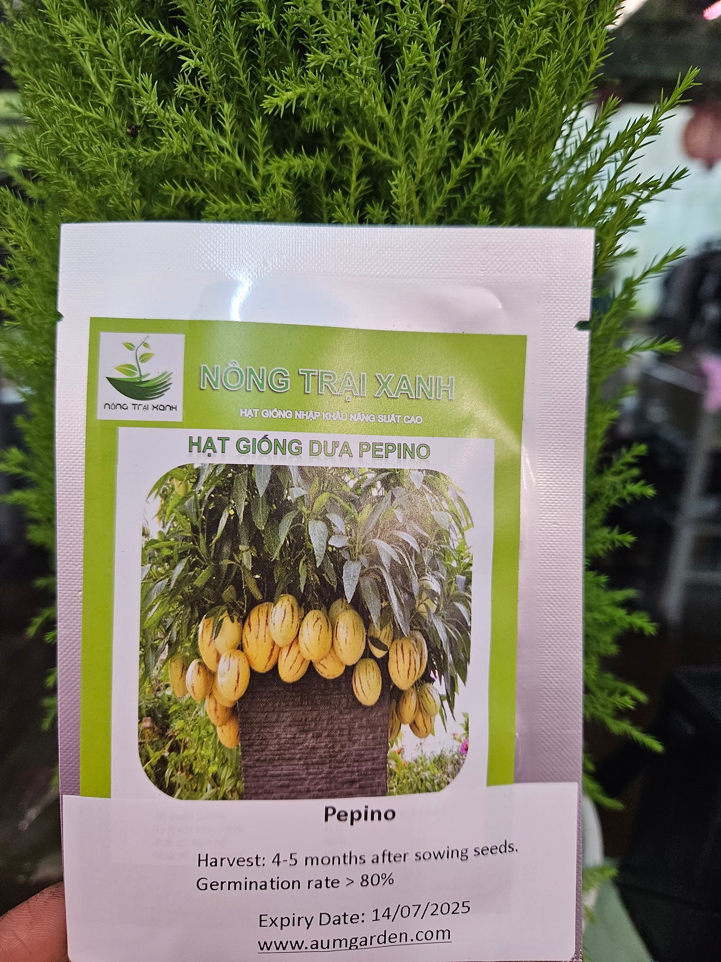 Exotic seeds