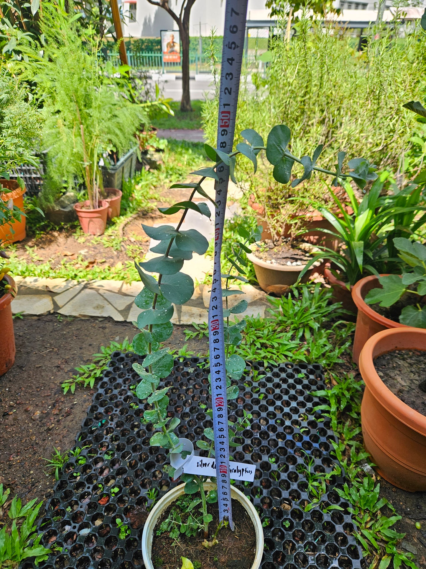 Baby Blue Eucalyptus Plant