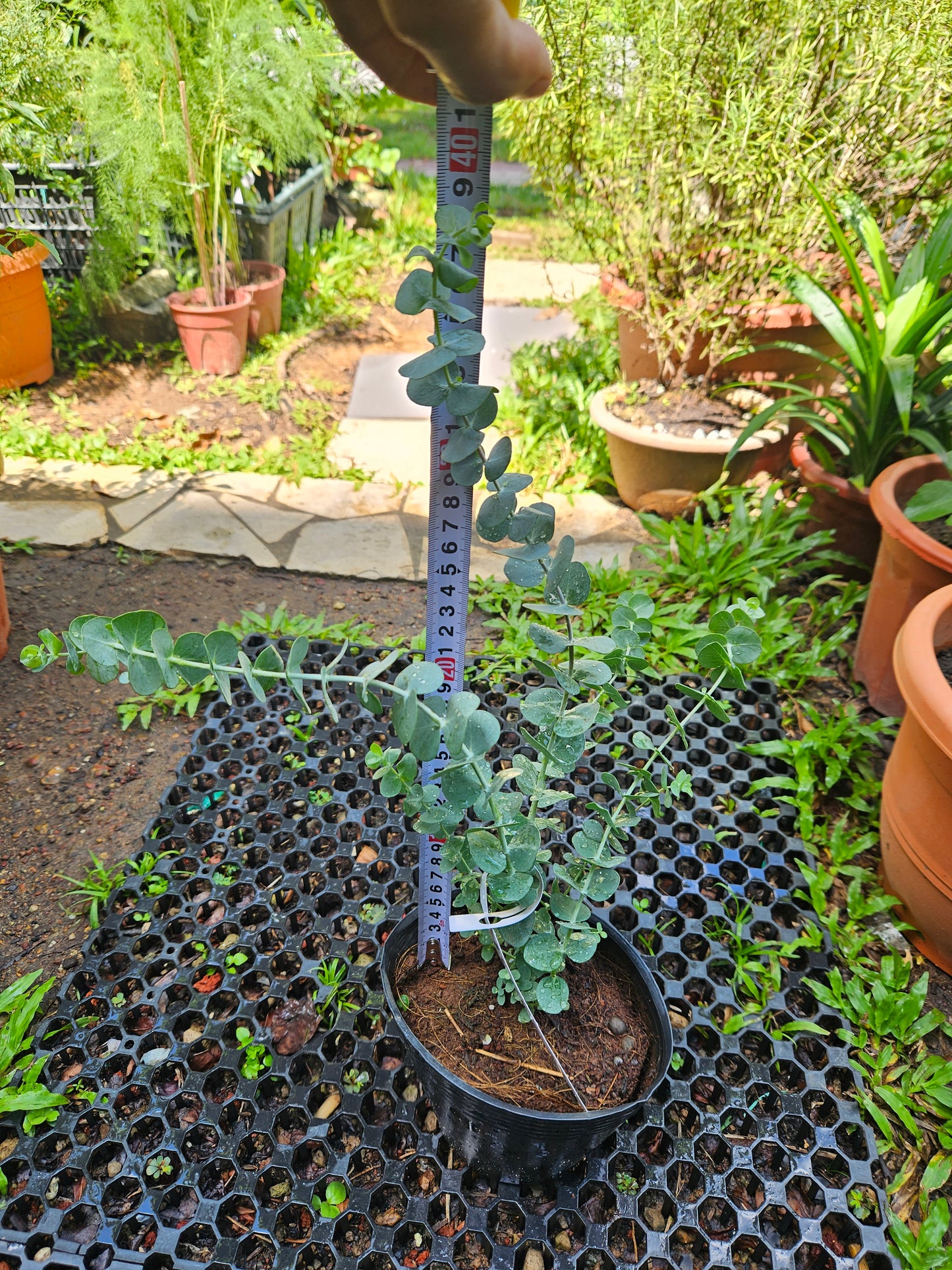 Baby Blue Eucalyptus Plant