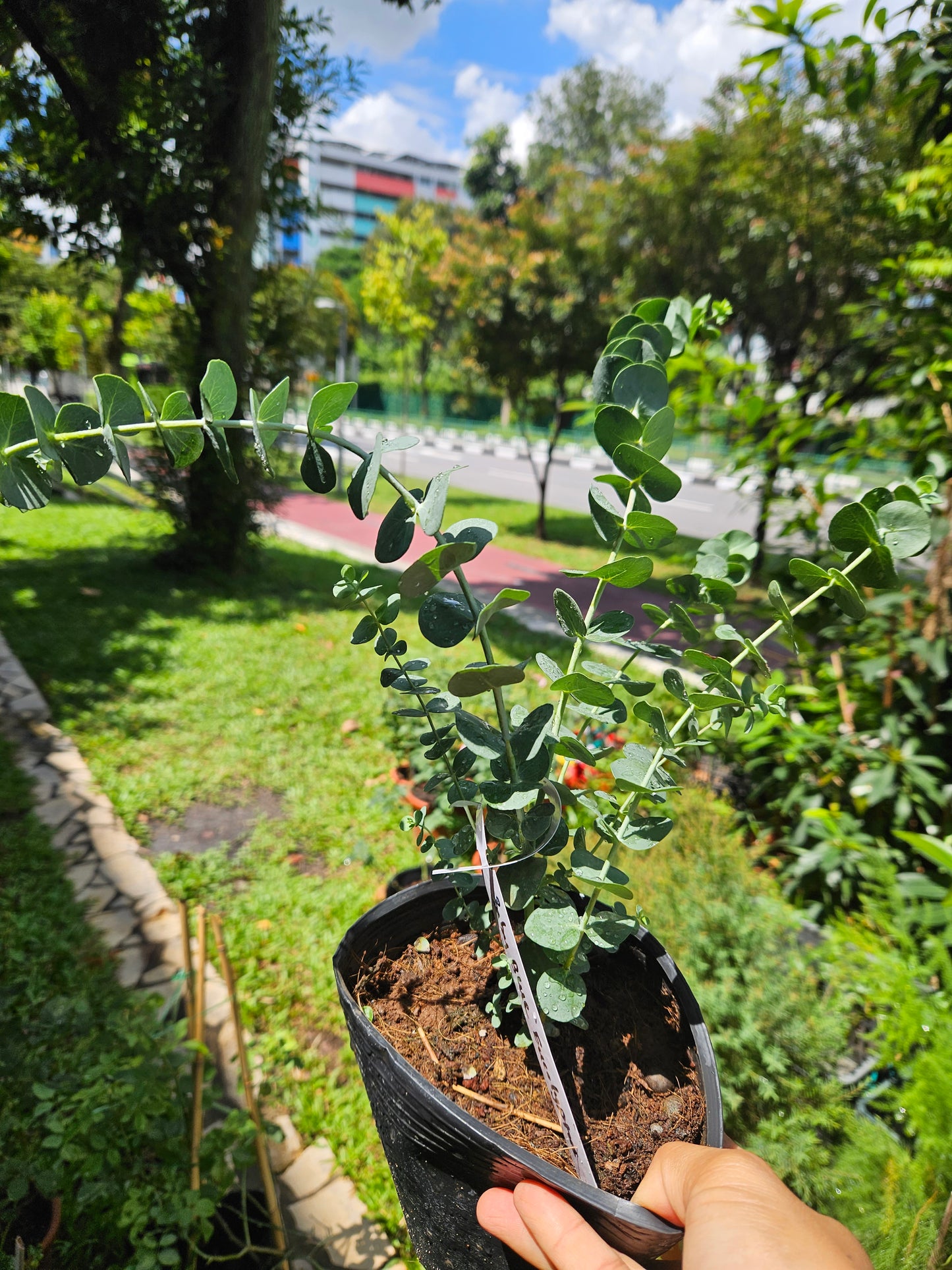 Baby Blue Eucalyptus Plant