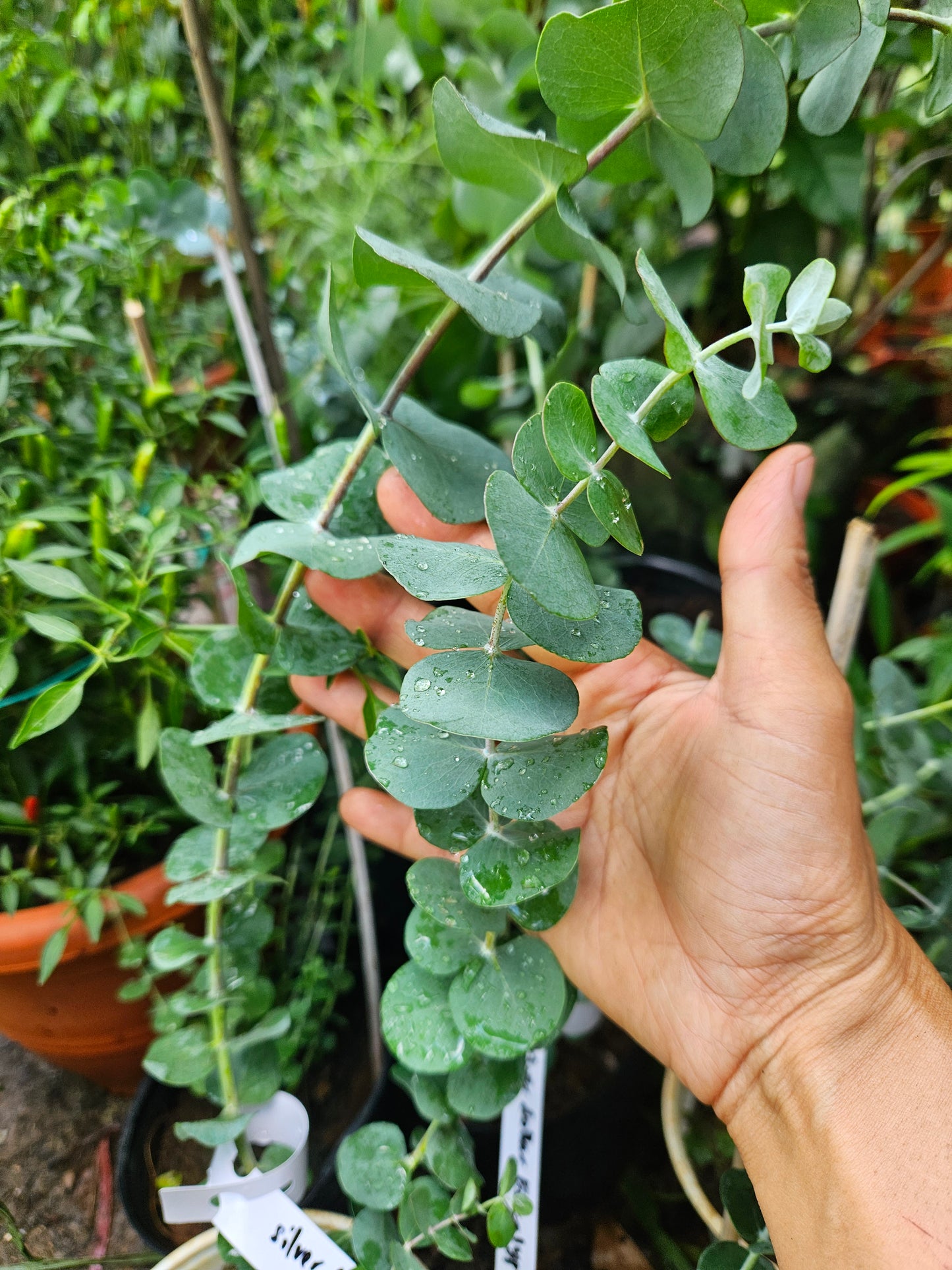 Baby Blue Eucalyptus Plant