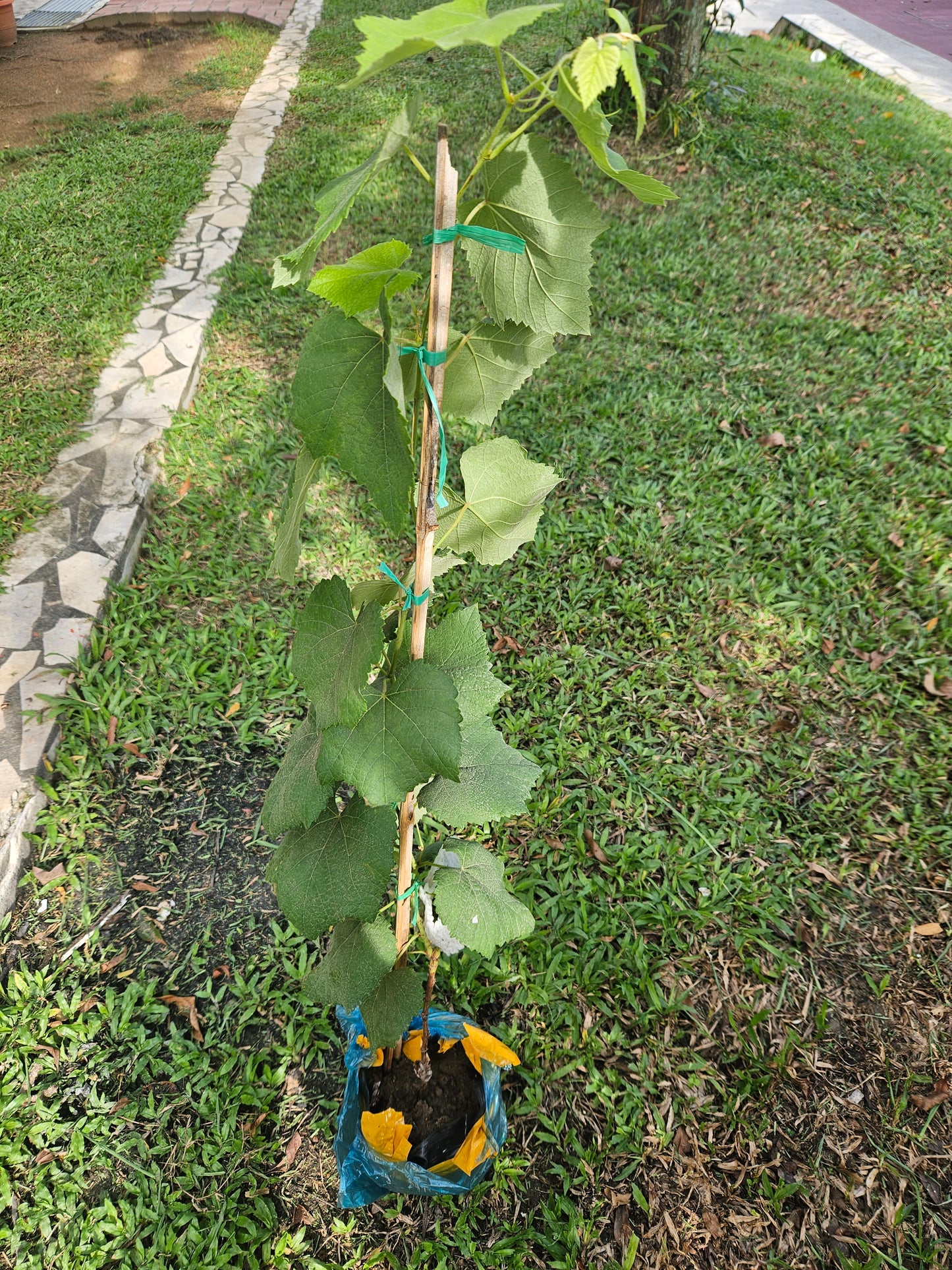 Black Candy Sweet Grapes