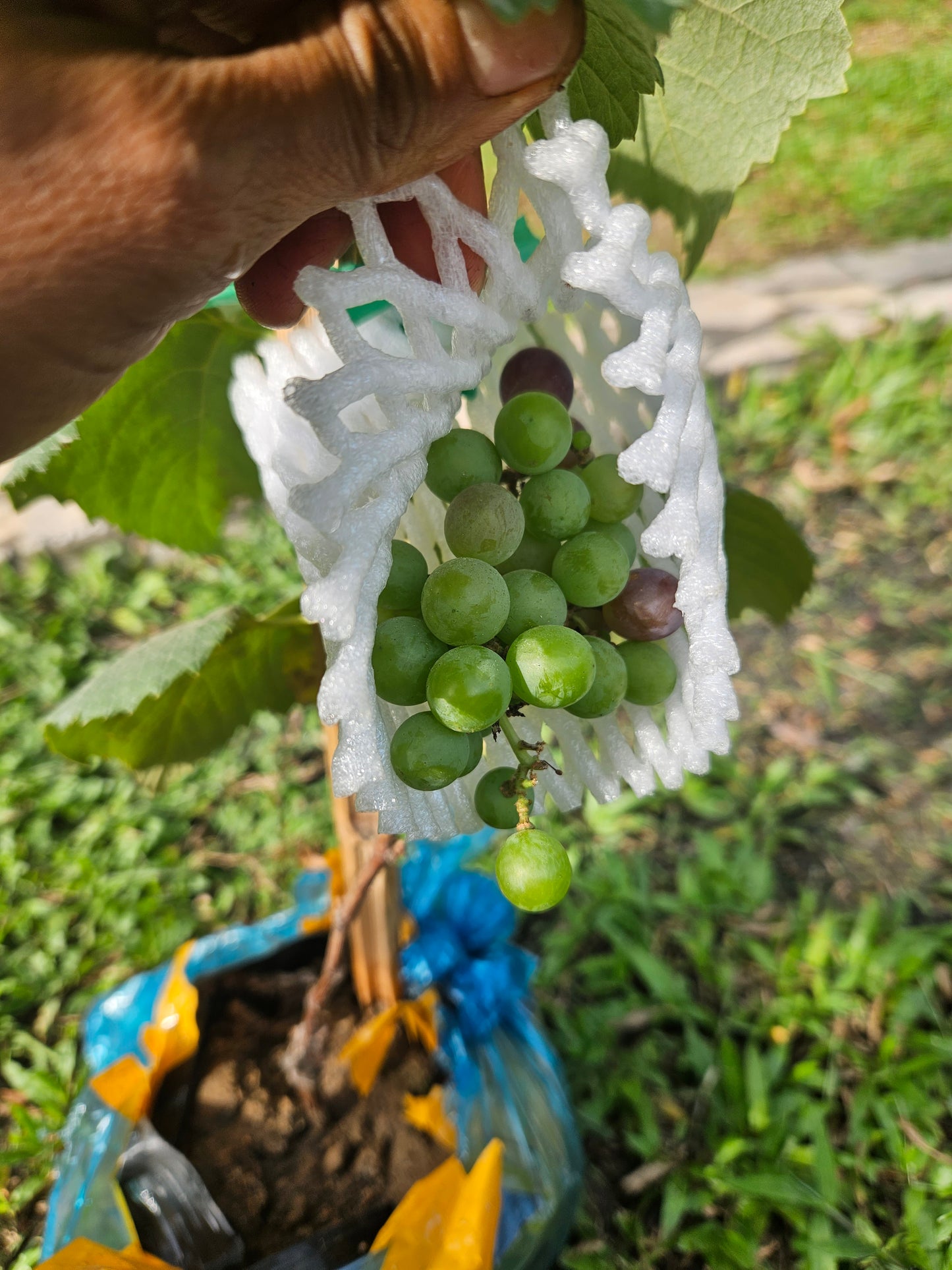 Black Candy Sweet Grapes