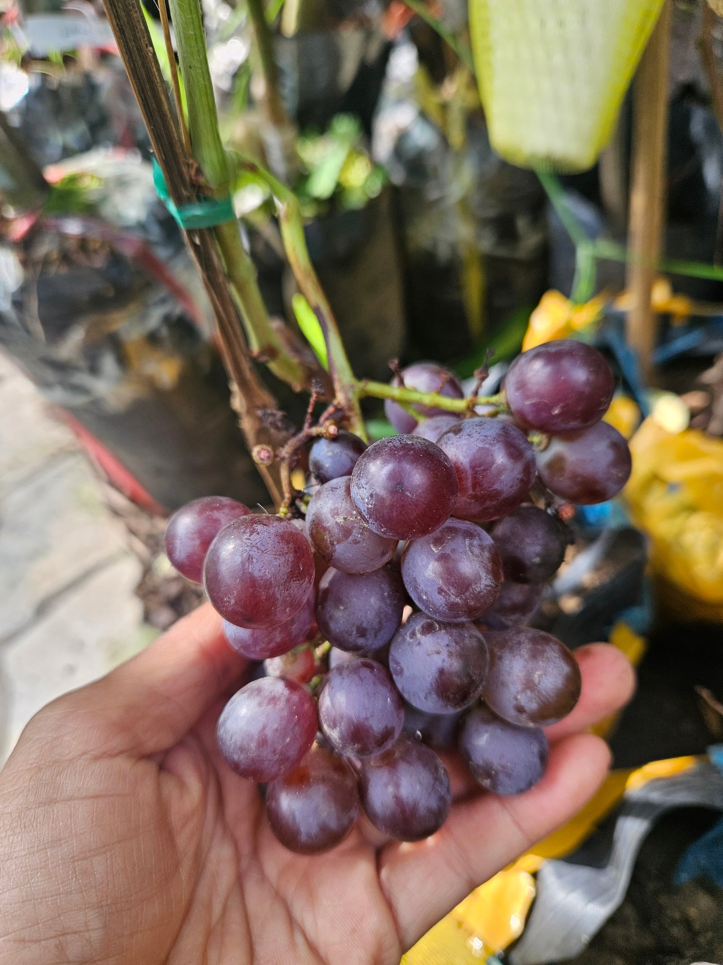 Black Candy Sweet Grapes
