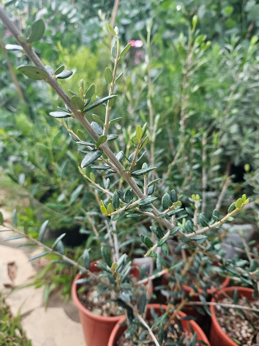 Olive plant