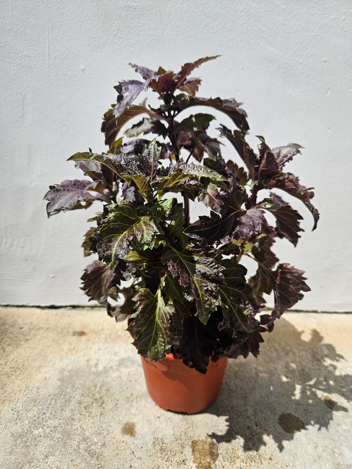 Chinese Perilla smells of Thai Basil
