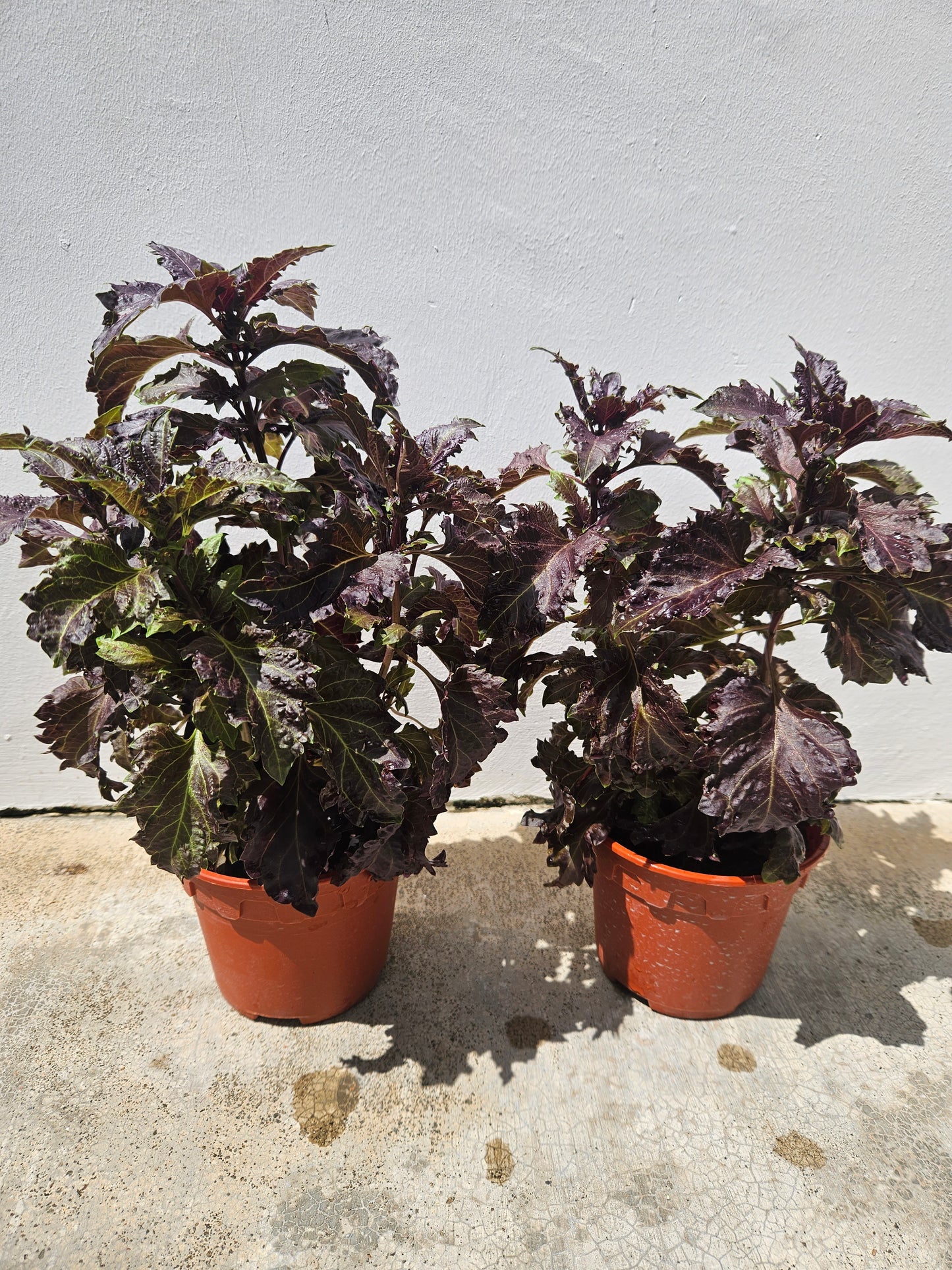 Chinese Perilla smells of Thai Basil