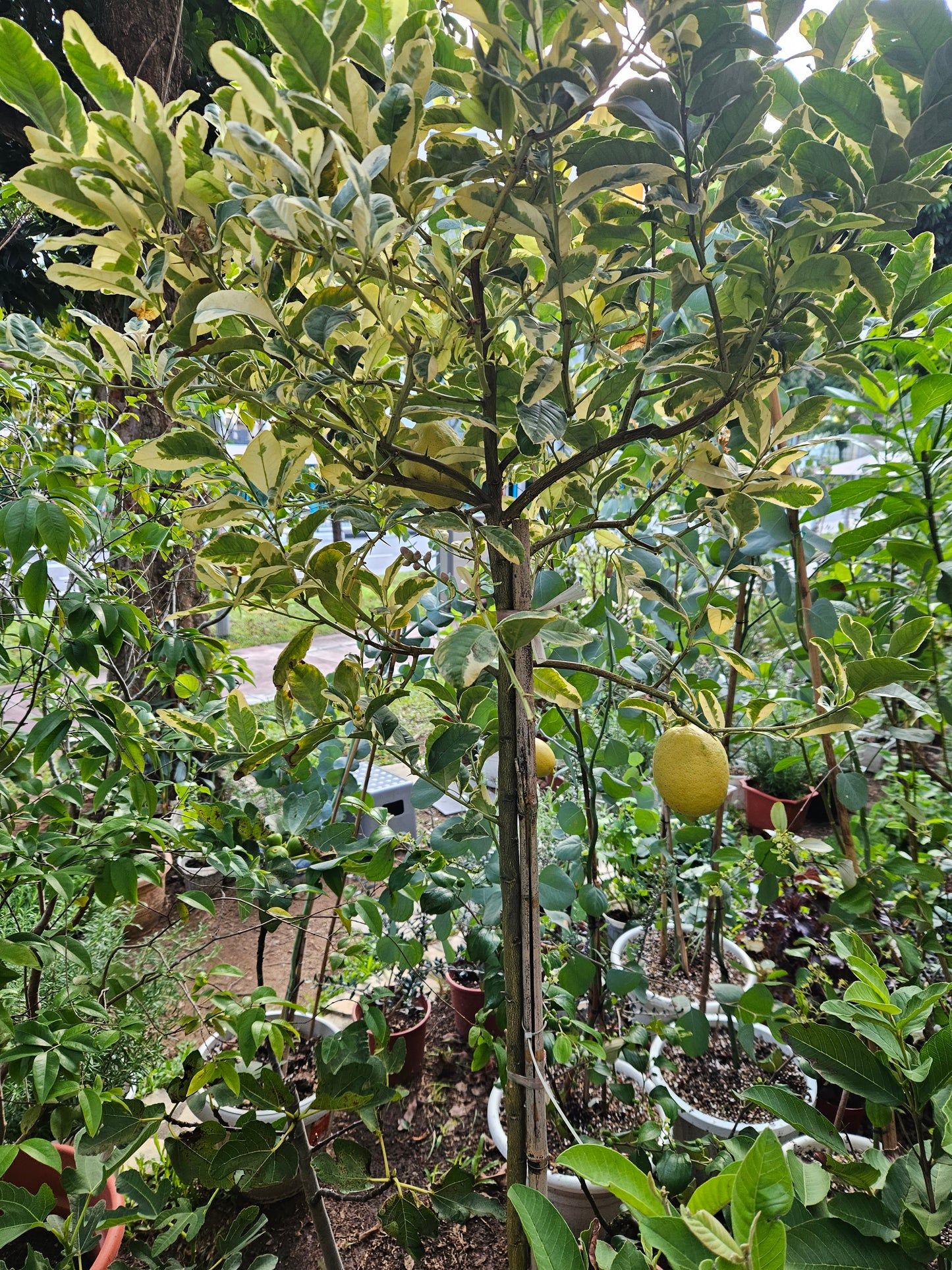 Variegated lemon tree