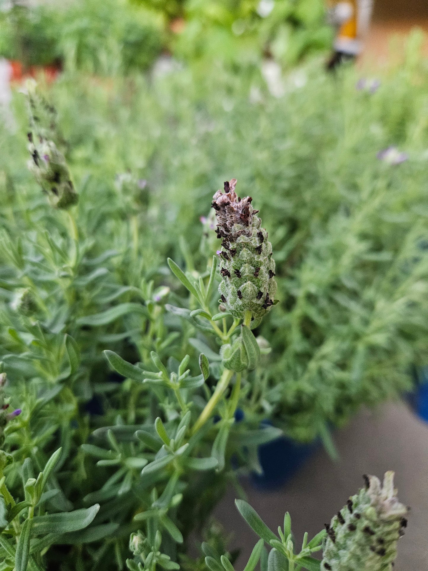Spanish Lavender