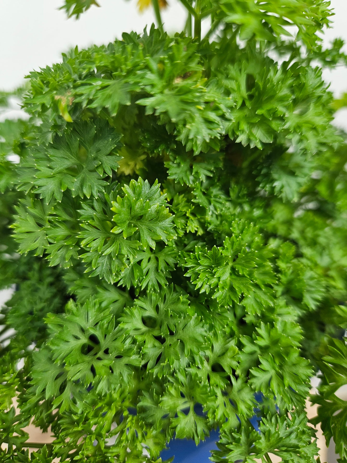 Curly Parsley