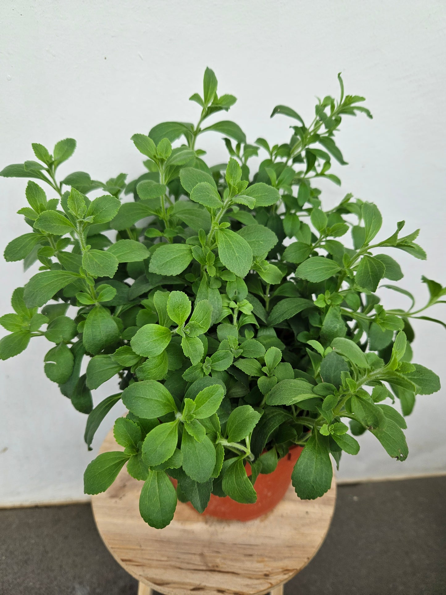 Stevia