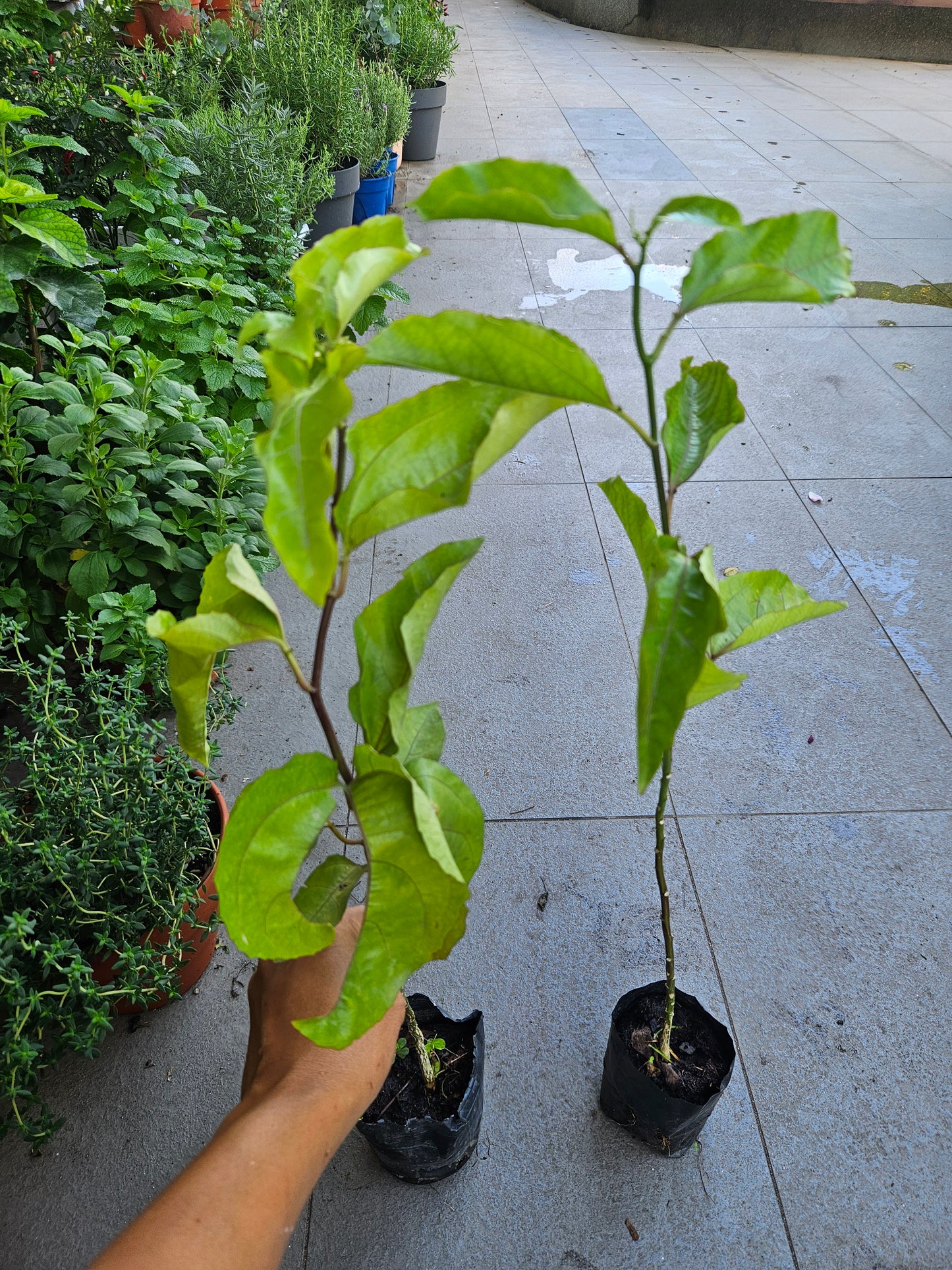 Sweet golden passion fruit