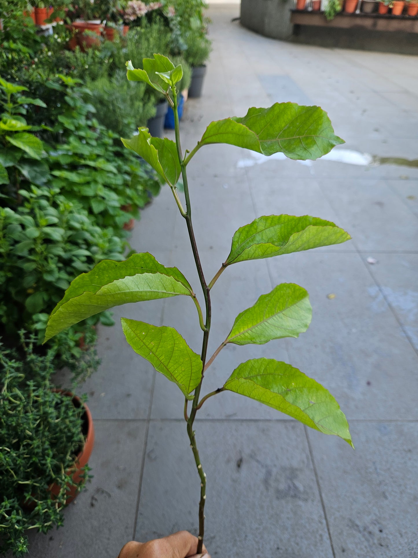 Sweet golden passion fruit