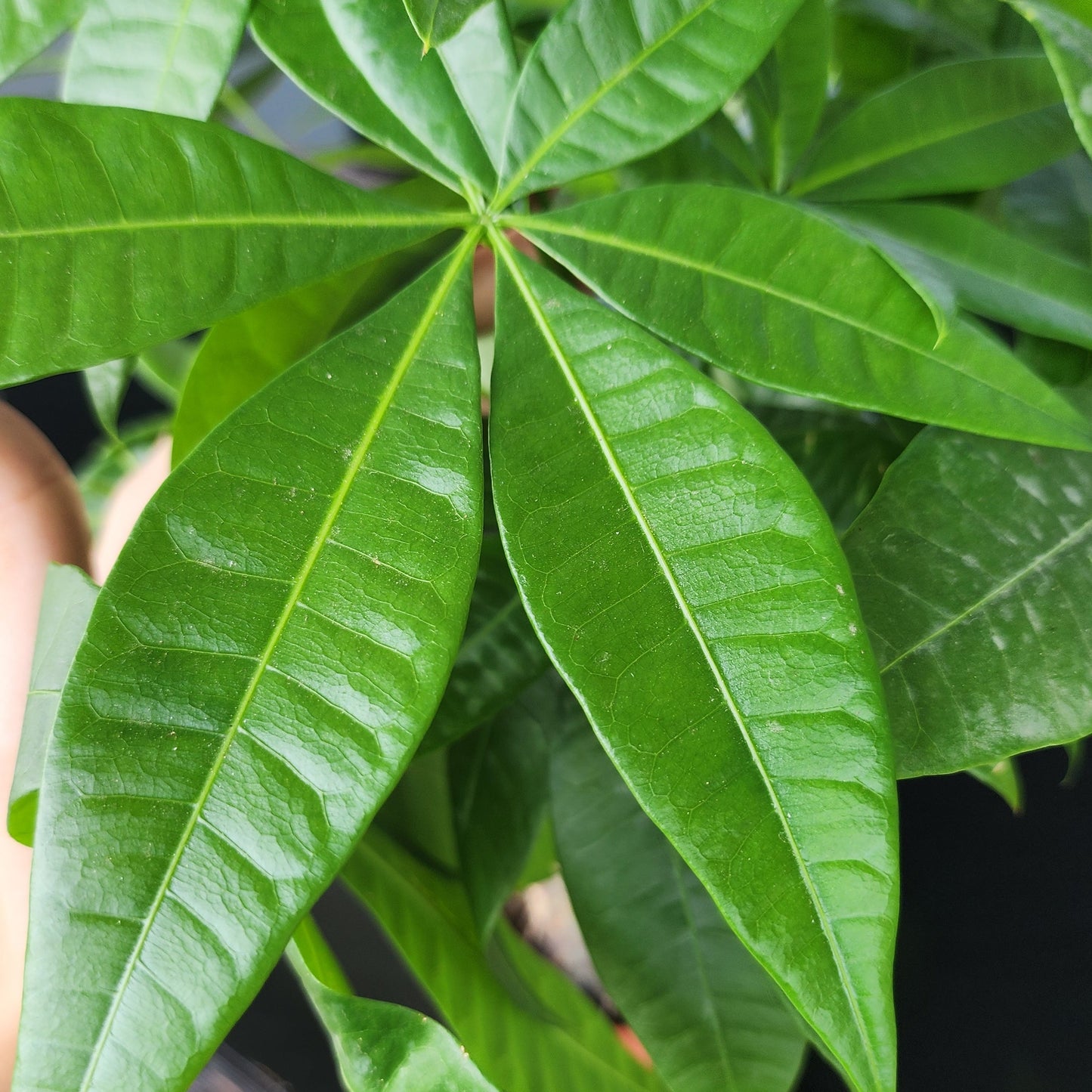 Money Tree