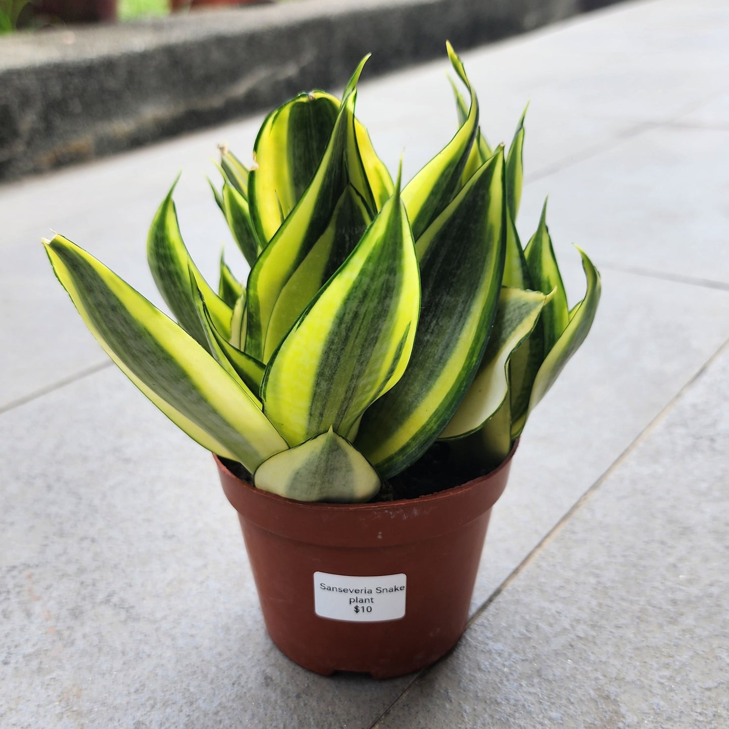 Sanseveria snake plant