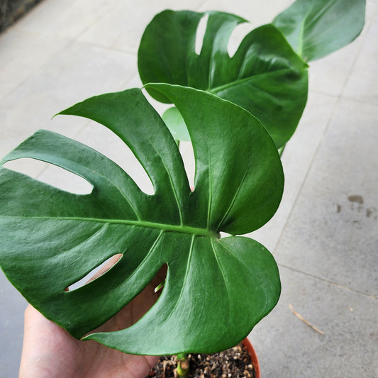 Monstera