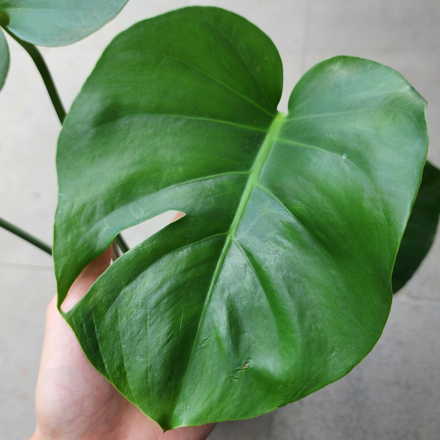 Monstera