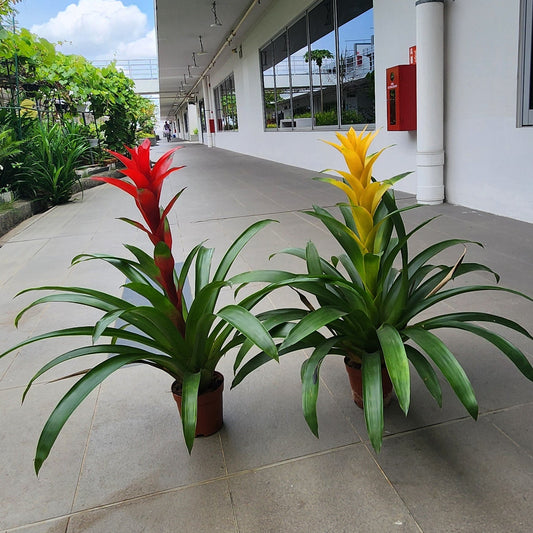 Guzmania Plant