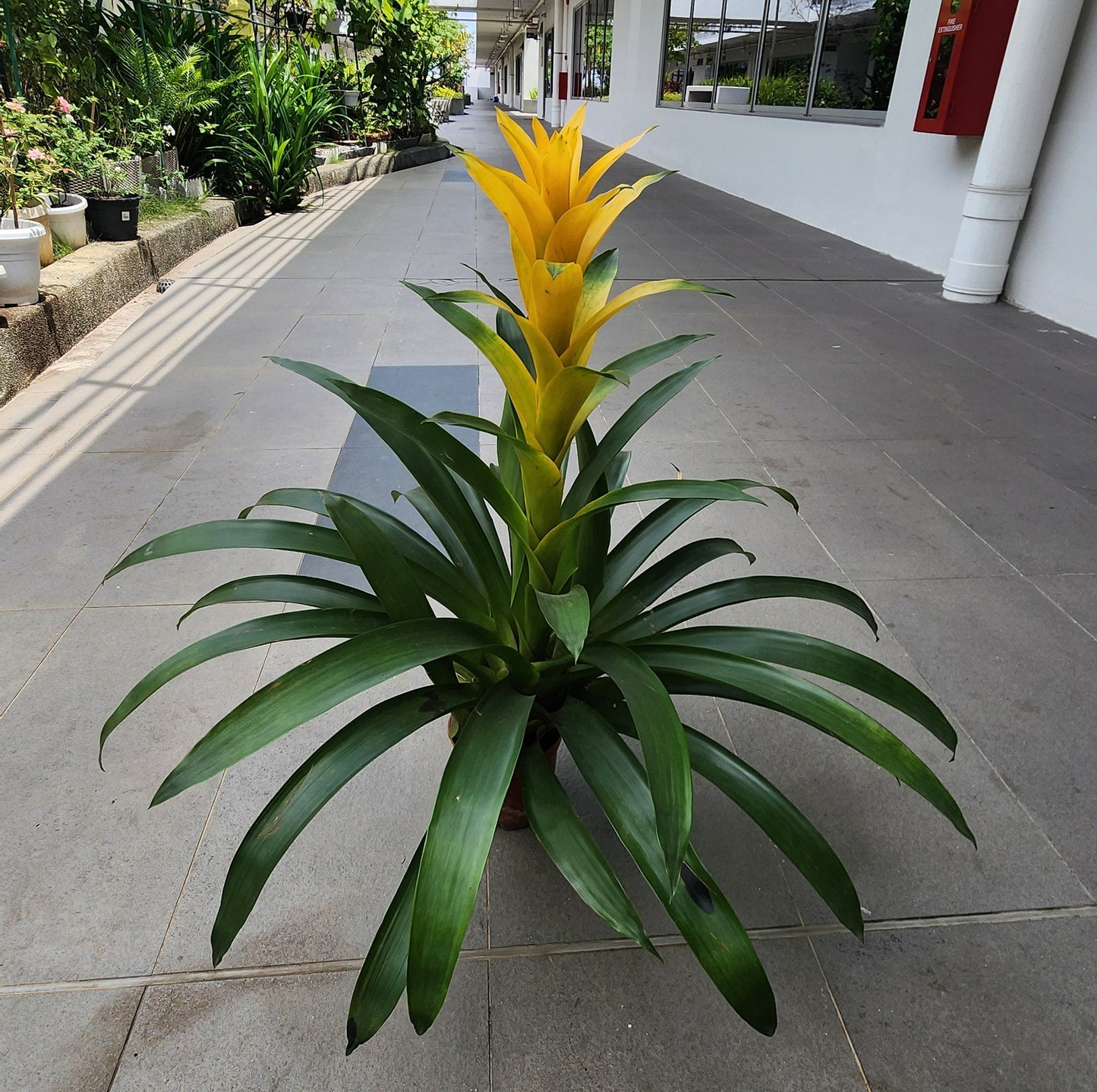 Guzmania Plant