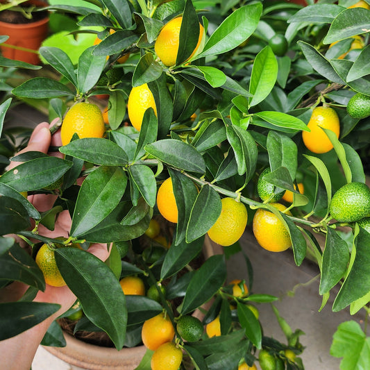 Kumquat CNY