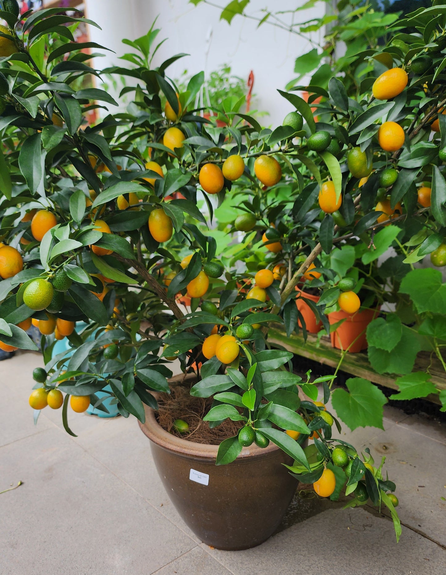 Kumquat CNY