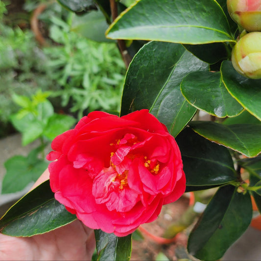 Four Seasons Camelia