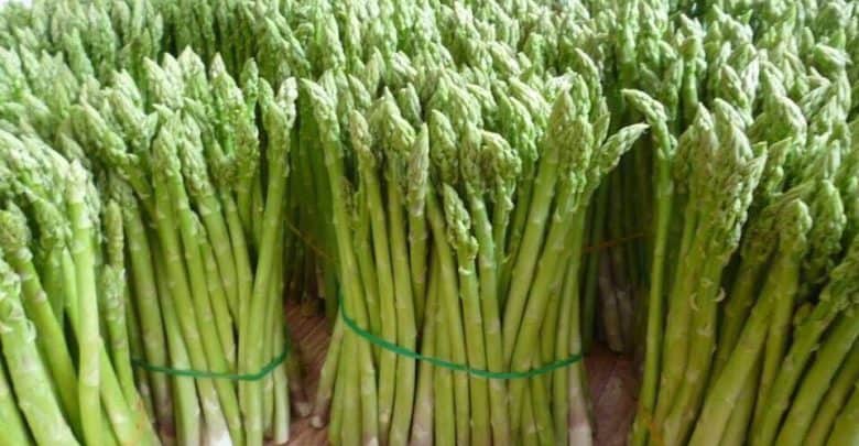 Asparagus Seedlings