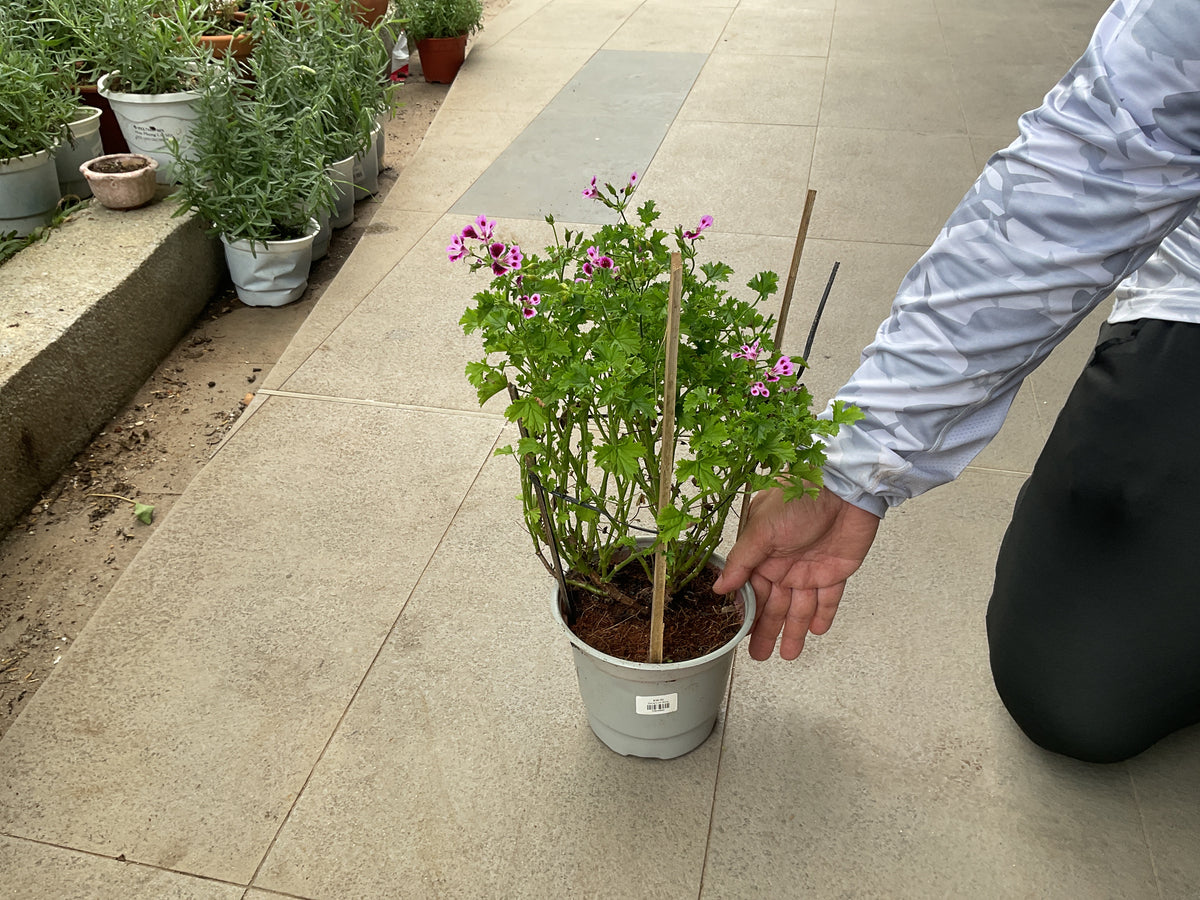 Gerarirum Rose