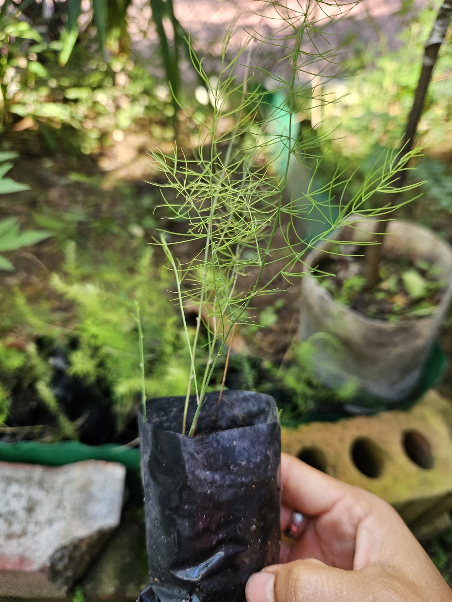 Asparagus Seedlings