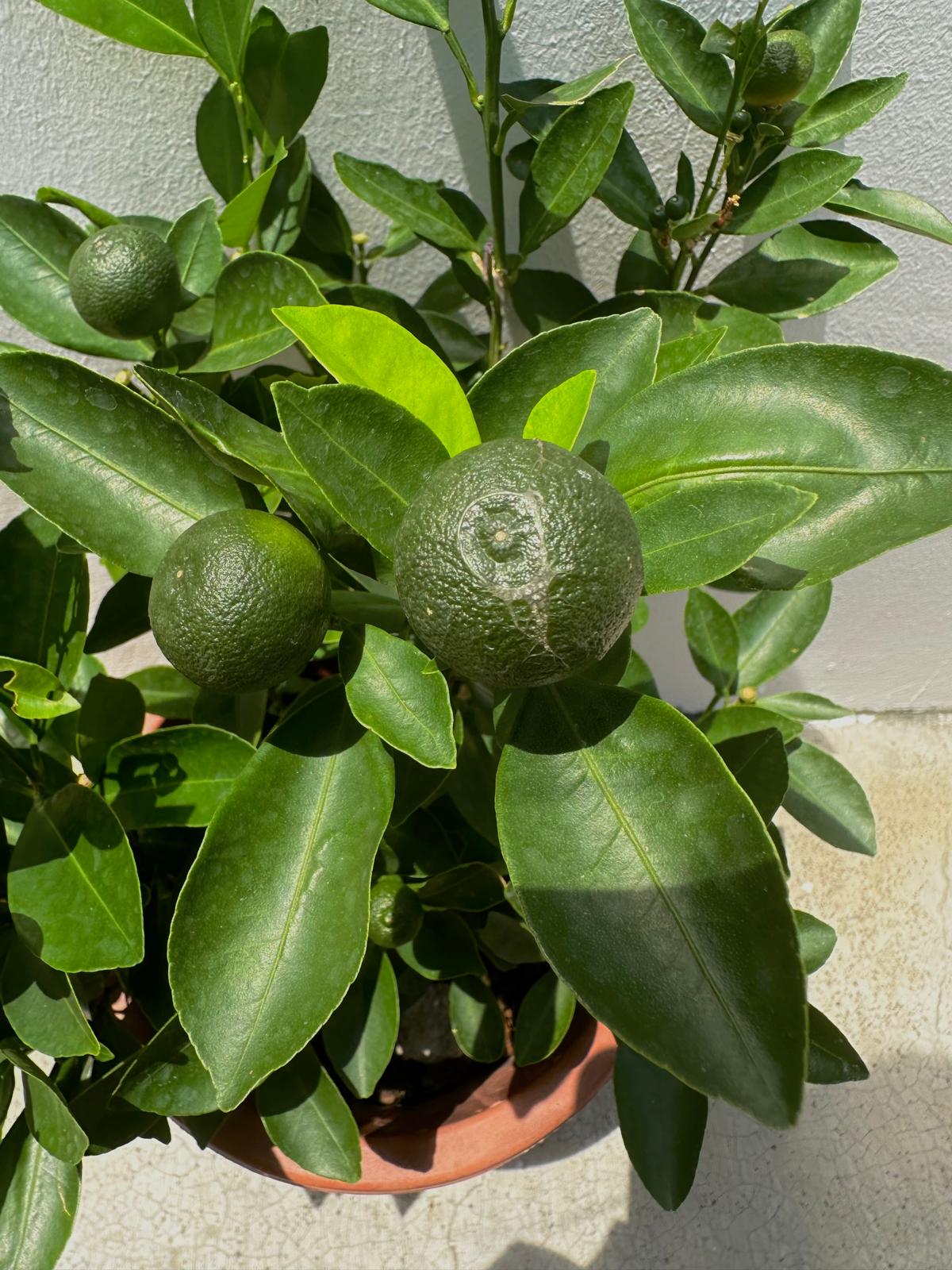 Lime