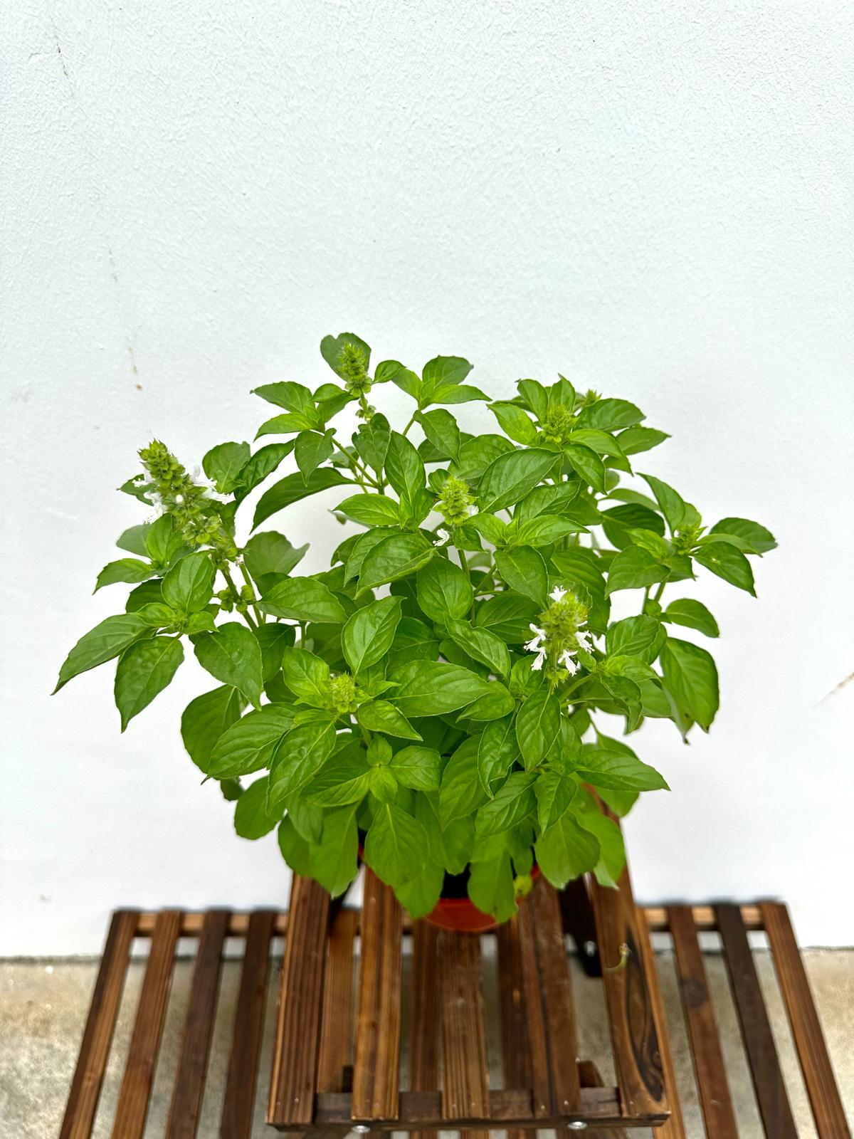 Lemon Basil
