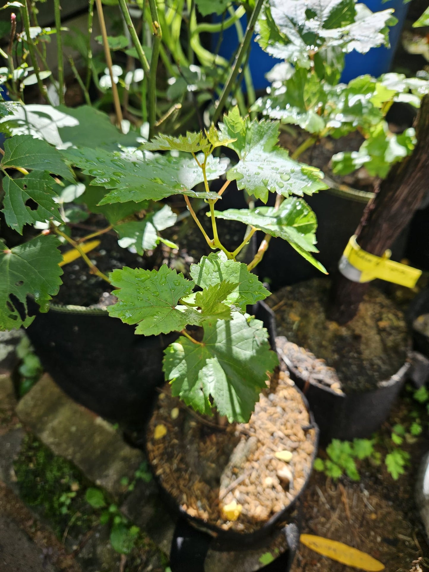 Shine Muscat Grafted Grape Plant