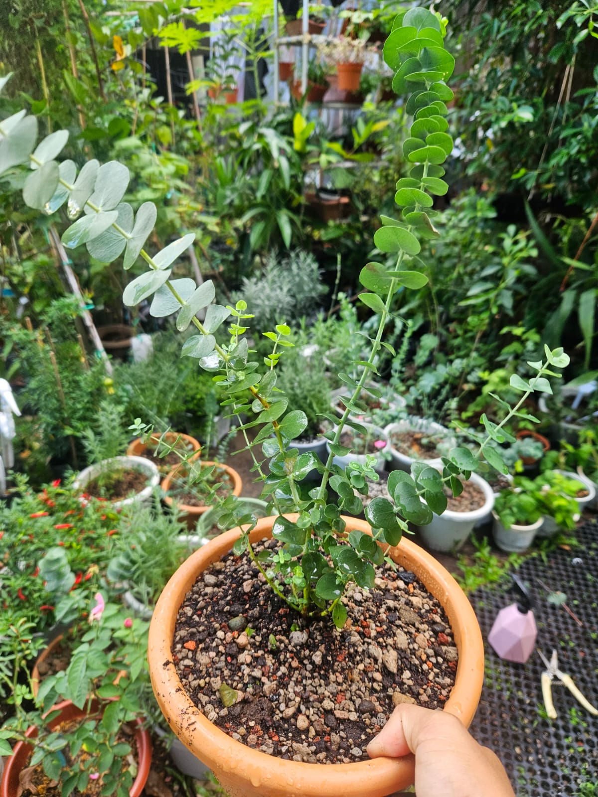 Baby Blue Eucalyptus Plant