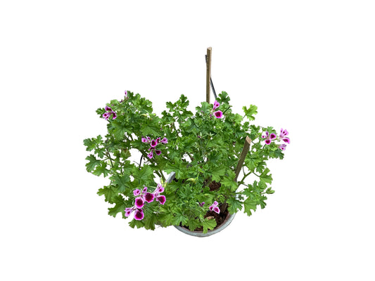 Gerarirum Rose