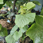 Muscat Bailey A Grafted Grape Plant