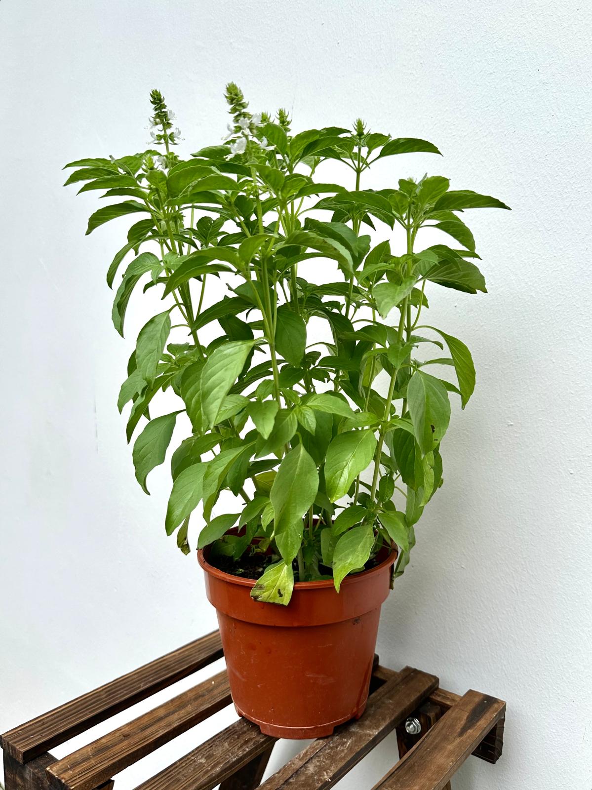 Lemon Basil