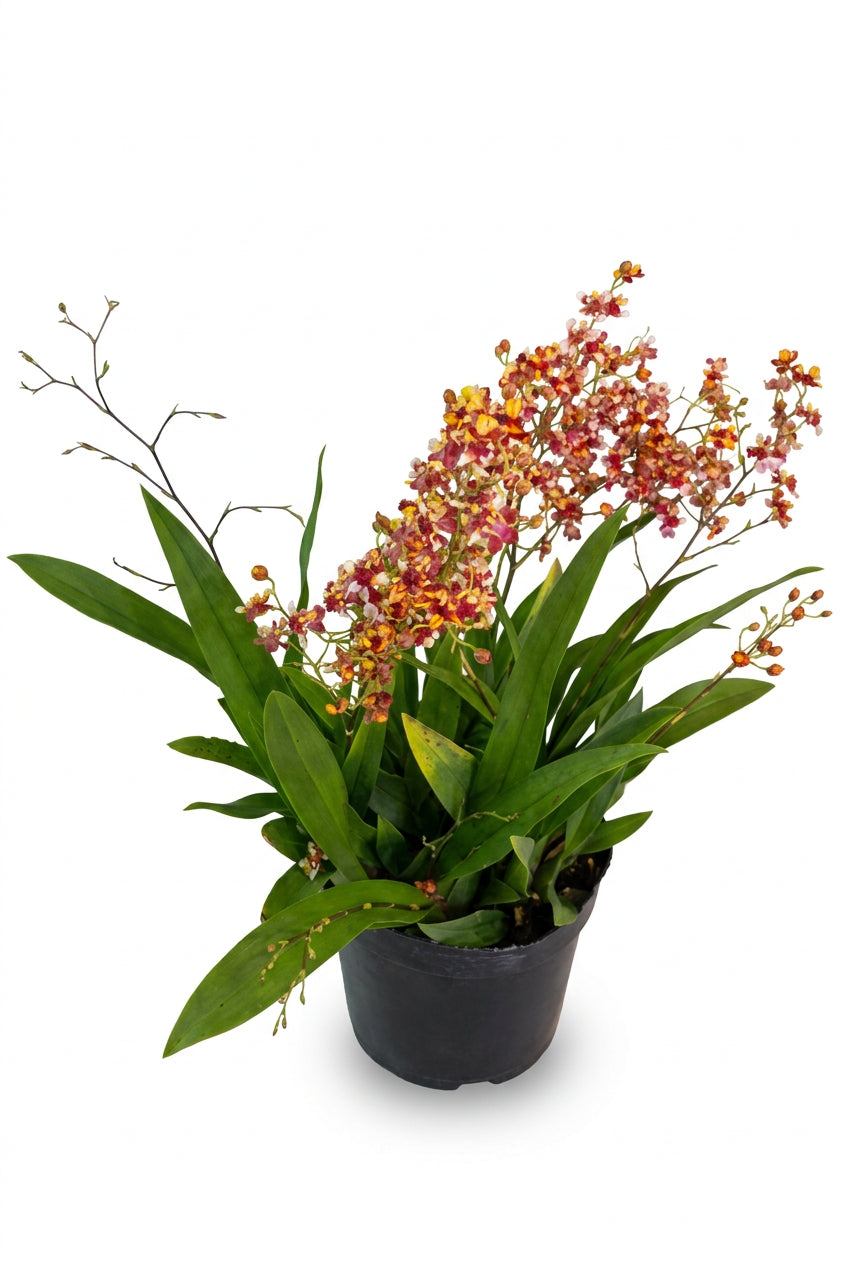 Oncidium Orchid