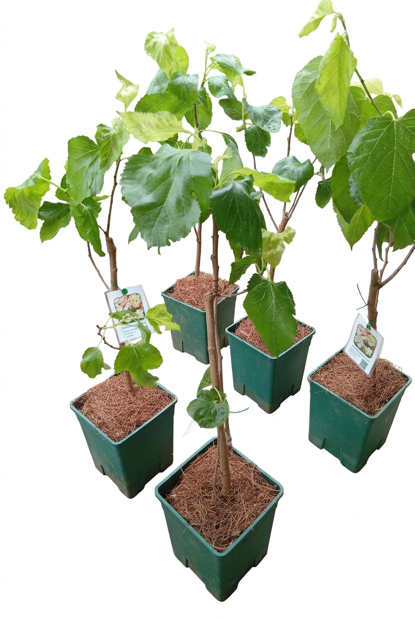 White Pearl Mulberry