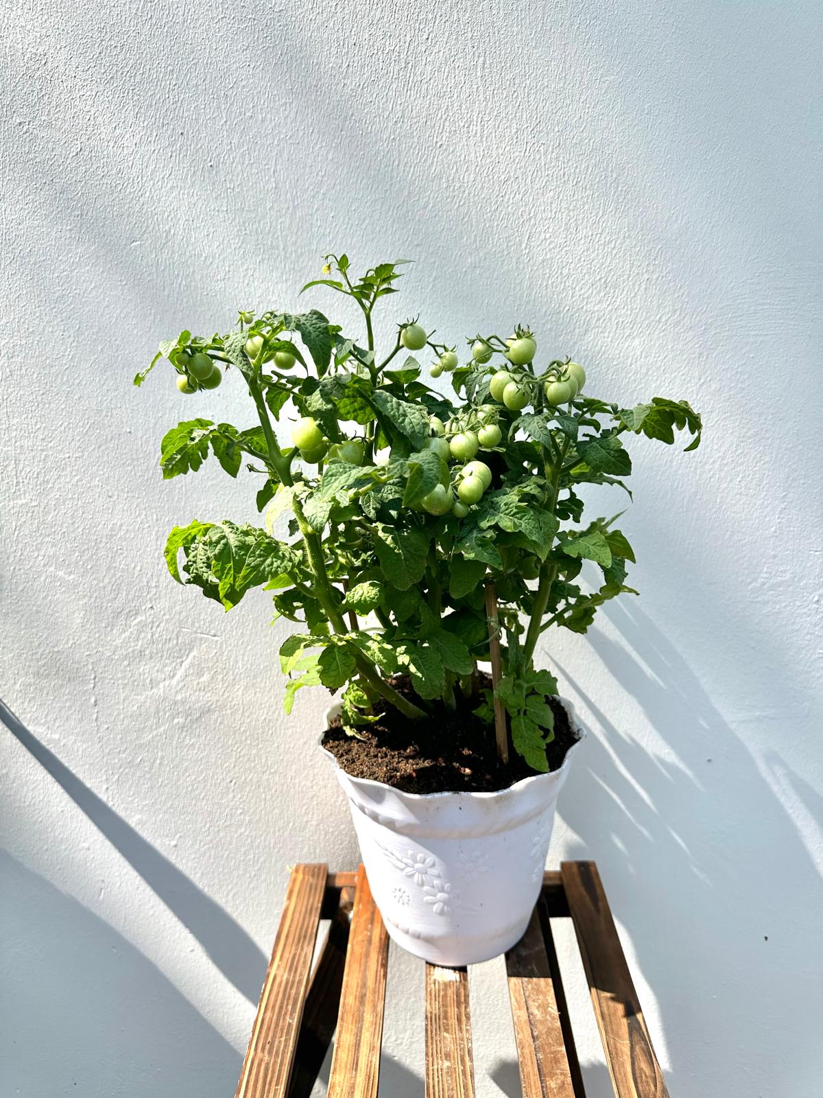 Cherry Tomato