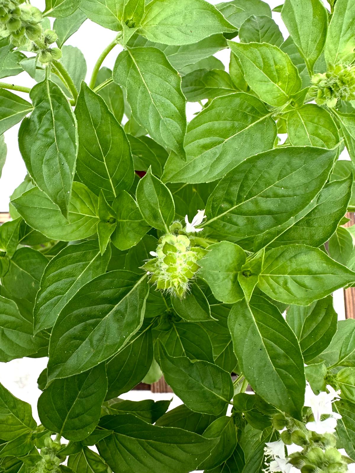 Lemon Basil
