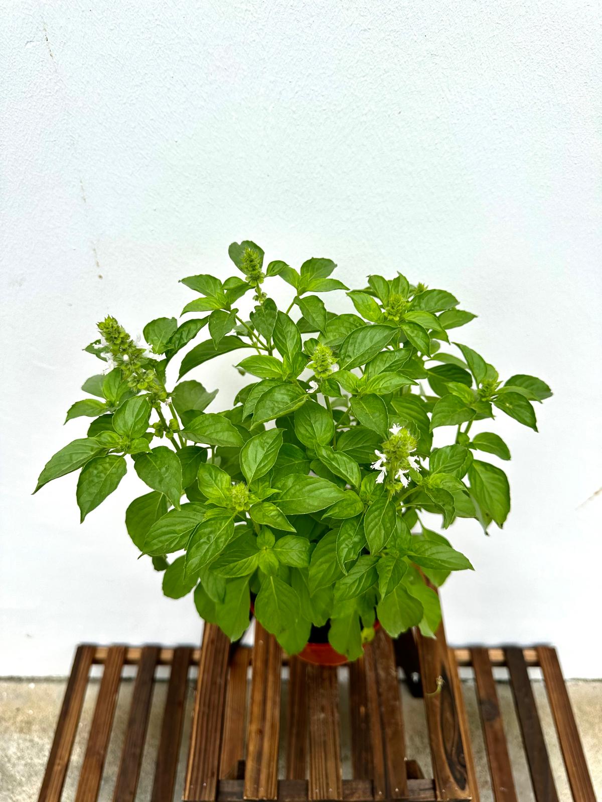 Lemon Basil