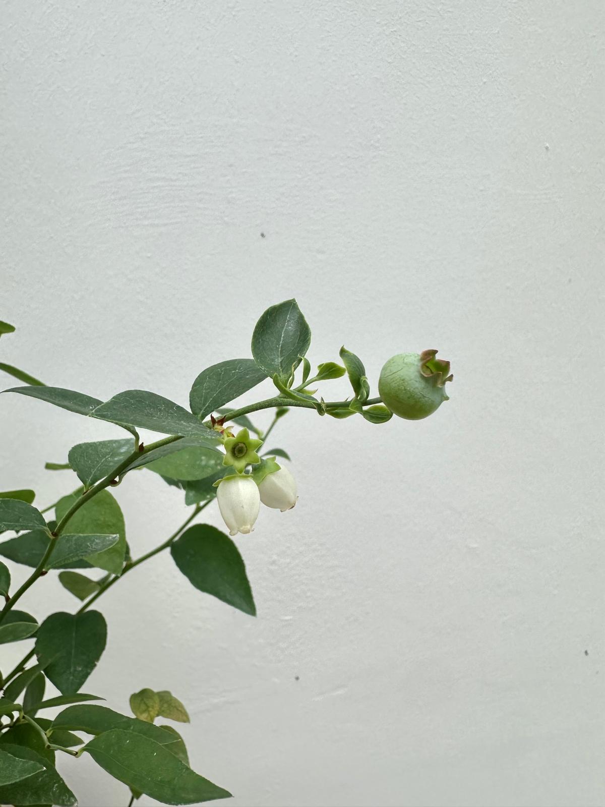 Blueberry Plant