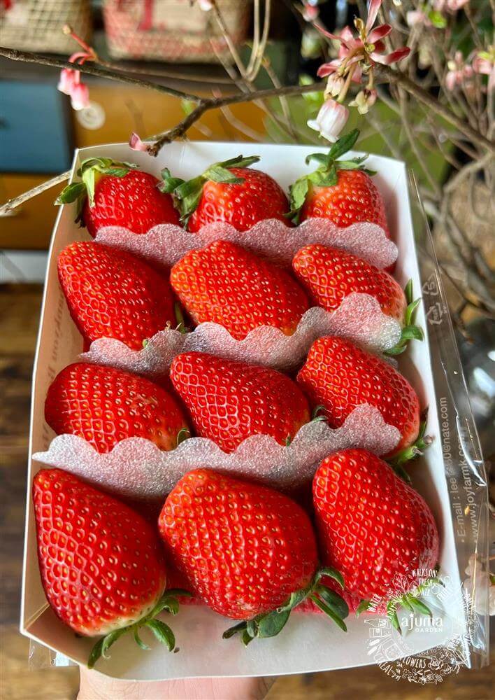 Heat Resistant Sweet Strawberries plant (Japanese, Korean variety)