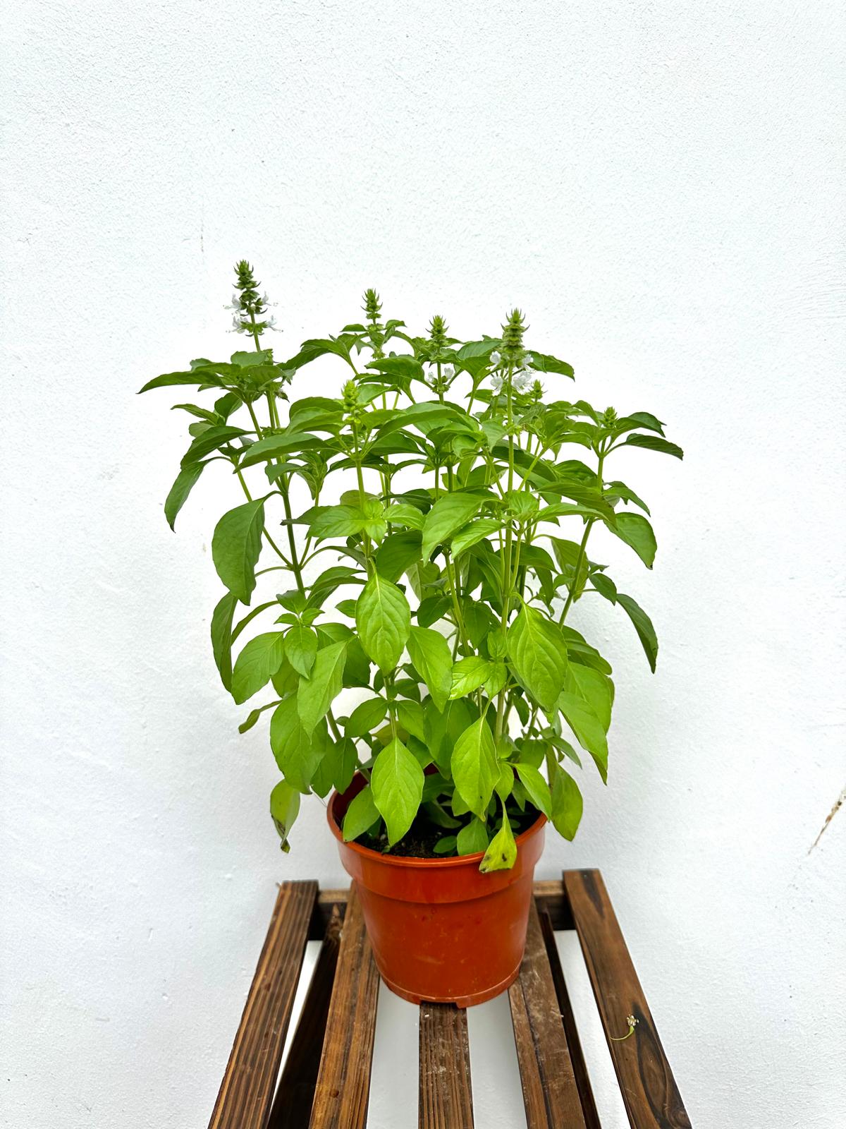 Lemon Basil