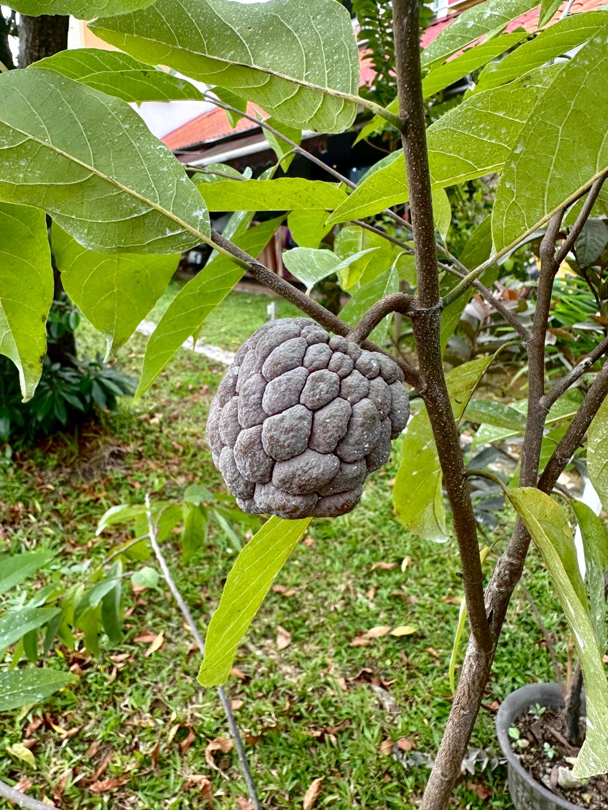 Red Custard Apple