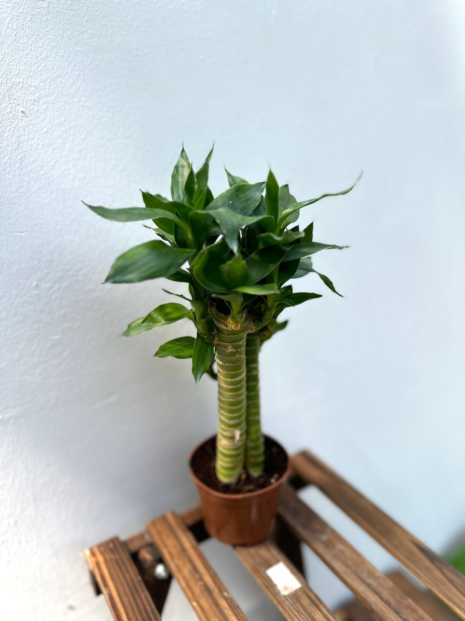 lucky bamboo in sri lanka Lucky Bamboo – Aum Garden