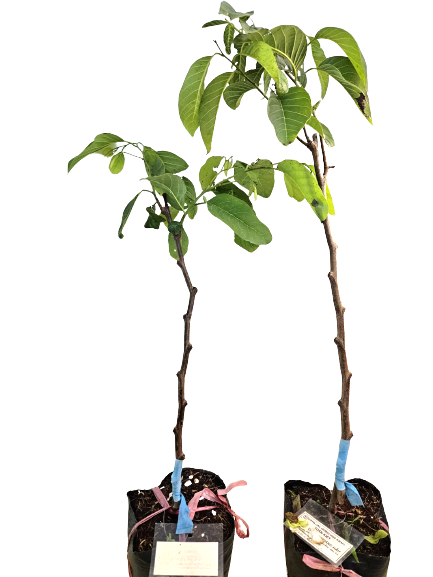 Thai Queen Custard Apple