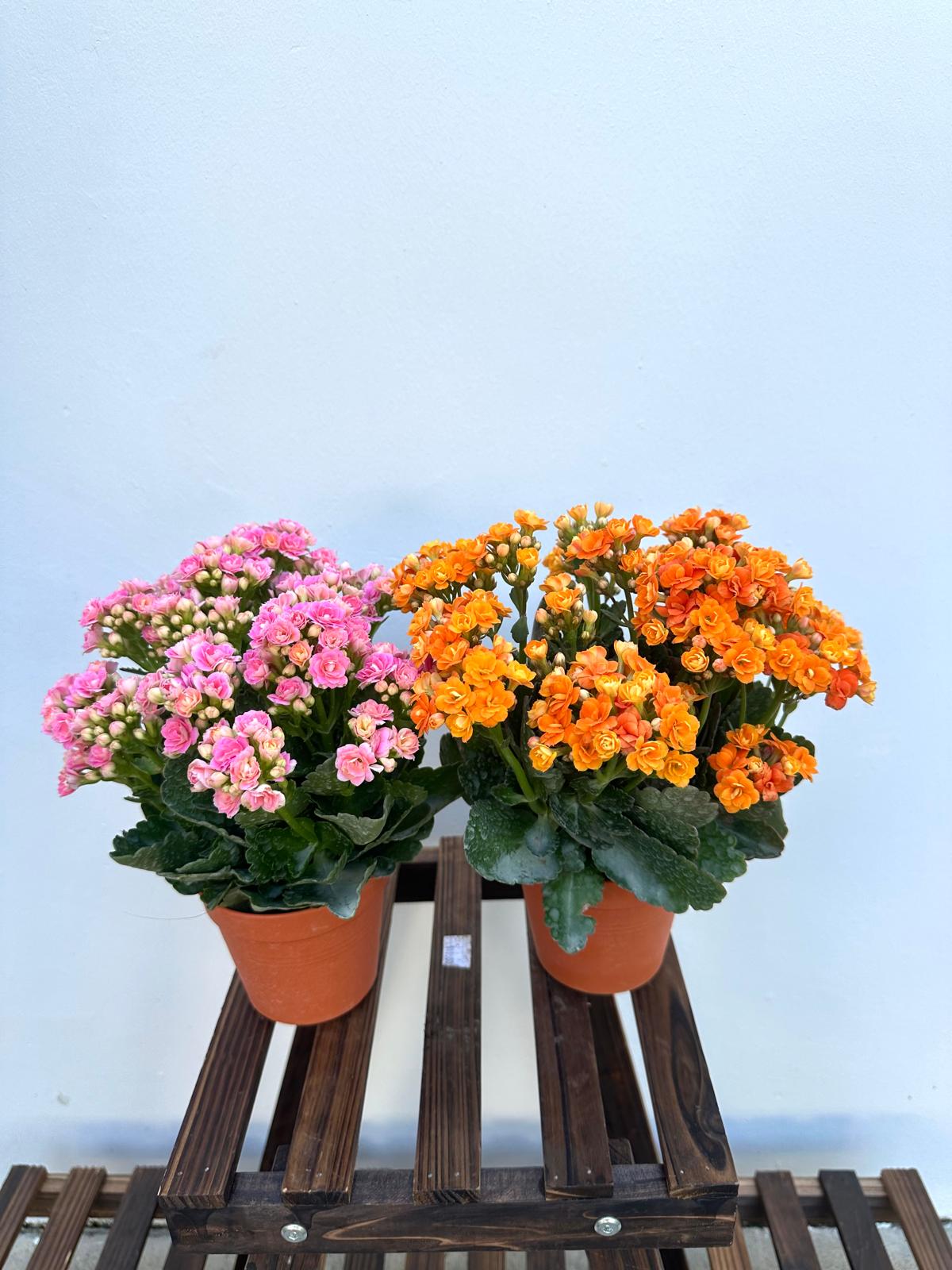 Kalanchoe
