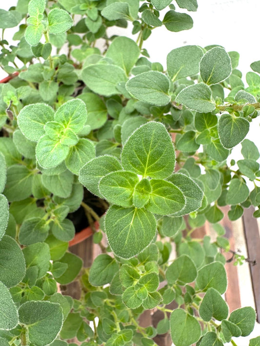 Oregano